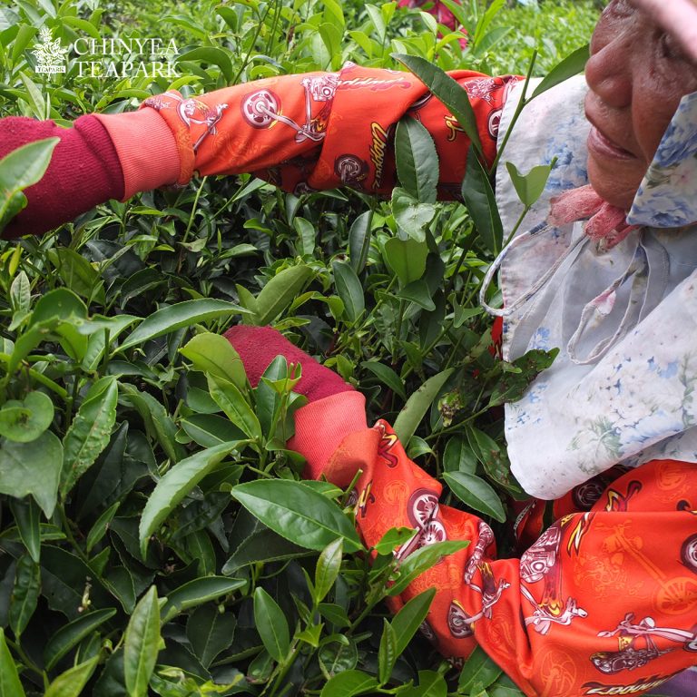 【沁意茶苑】日月潭紅玉茶包(30入經濟包)-買3包再加送10入/包：圖片 8