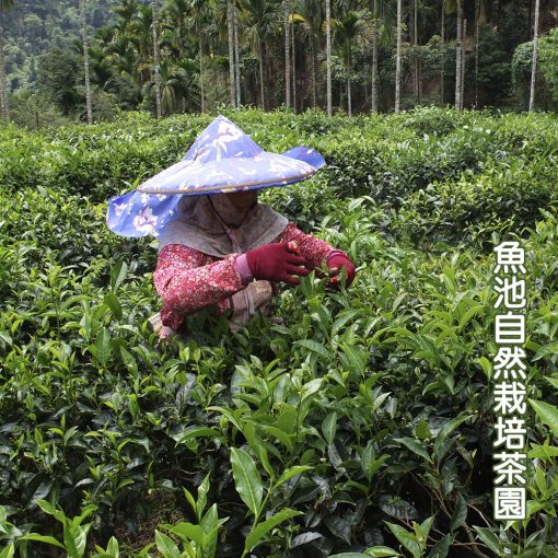 【沁意茶苑】日月潭紅玉茶包(30入經濟包)-買3包再加送10入/包：圖片 7