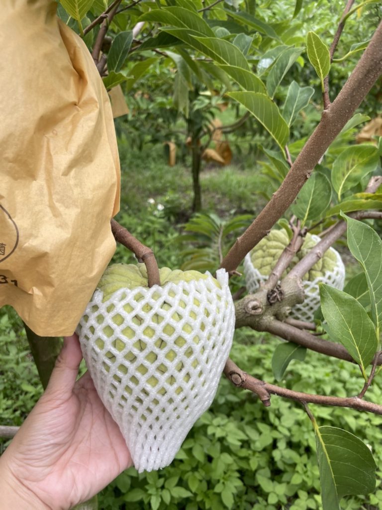 【食源縱谷】大目釋迦5斤裝禮盒(中果) ＊此為限量預購商品：圖片 1