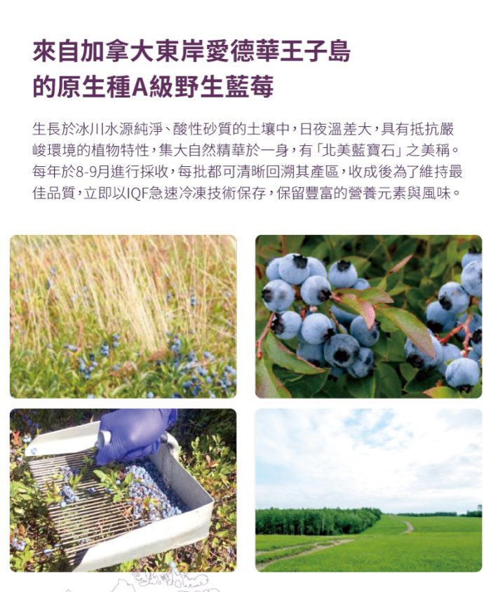 【智慧誠選】野生藍莓原漿精華飲(350毫升/瓶)二入組：圖片 3