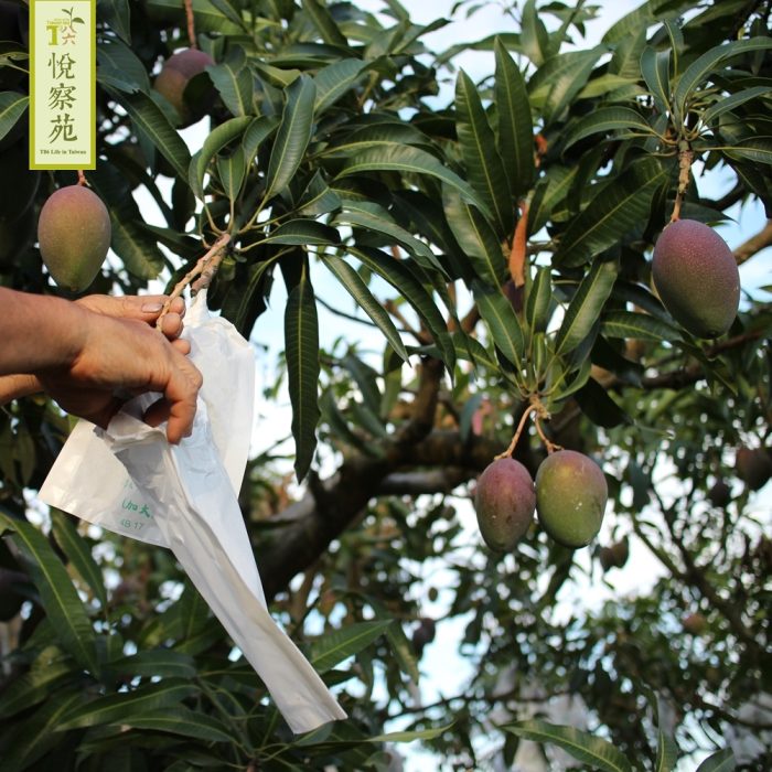 【T86悅察苑】古早芒果乾(微糖)│高品質微糖鮮果乾-5包入：圖片 4