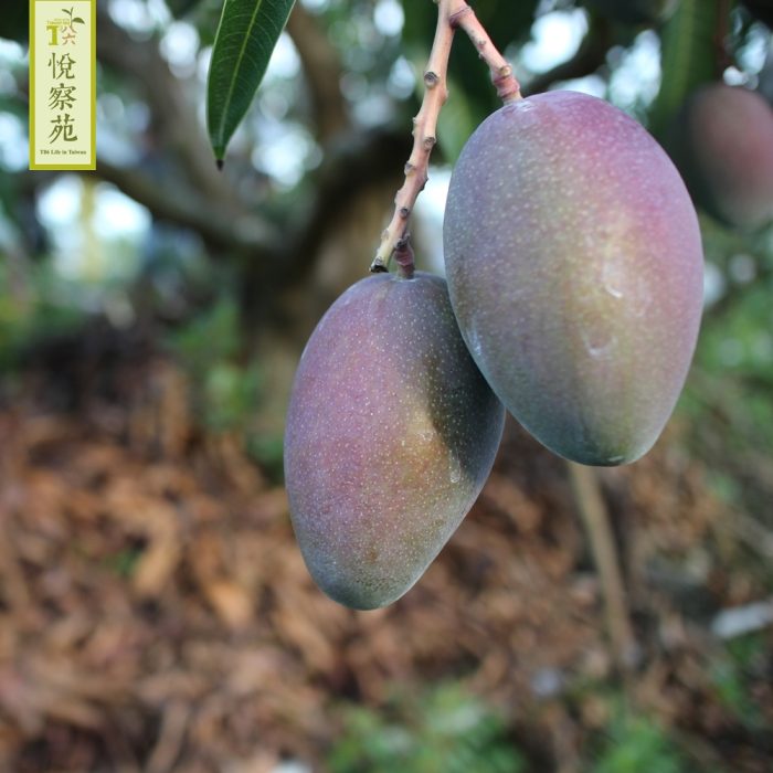 【T86悅察苑】古早芒果乾(微糖)│高品質微糖鮮果乾-5包入：圖片 3