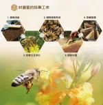 ▍商品規格 品名:台灣頂級封蓋蜜(木盒組X1組+裸罐X1) 成分:100%蜂蜜 容量:350公克 產地:台灣 有效日期:標示於瓶身 保存方法:請置於陰涼乾燥處,並且避免陽光直射。 食用方法:可泡溫水或加入冰塊 飲用,或作為果醬塗抹於麵包或餅乾上食用。 【我們的不同之處】 ✅歷時一個月熟成 ✅一年僅探收一次 ✅全程人工探收 ✅全程衛生控管 ✅通過410項農藥檢驗