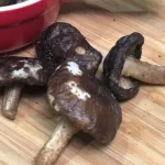 香菇脆片