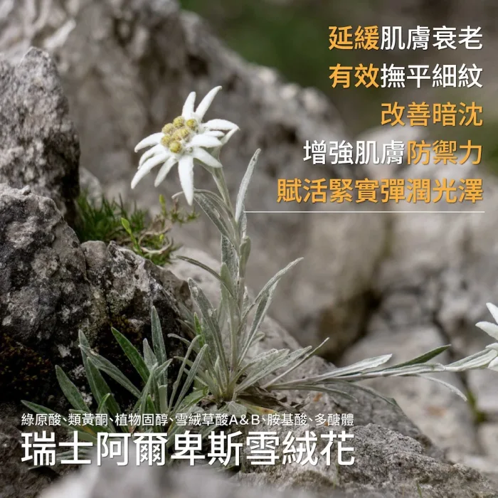 【一顆橄欖】雪絨花萃抗皺黑霜50ml：圖片 3