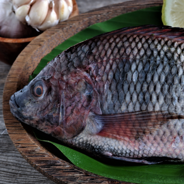 【五朝港水產】大尾英勇台灣鯛-勇者的選擇 五入組 用武力打敗困難 已三去 (480克±10%/隻 ) 共(2400克±10%/5隻)：圖片 3