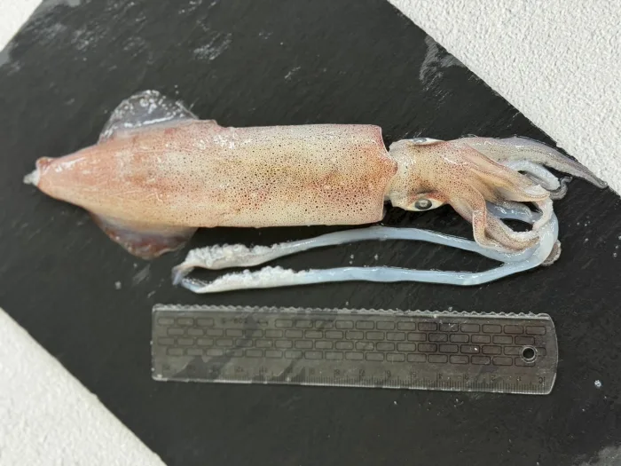 【五朝港水產】龍年澎拜中秋饗宴-十全十美套餐 (3850克±10%/10件)約5~7人份：圖片 6