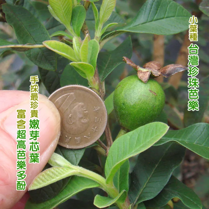 【沁意茶苑】芭樂芯葉茶包(30入經濟包)-買3包再加送10入/包：圖片 5
