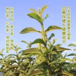 【沁意茶苑】芭樂芯葉茶包(30入經濟包)-買3包再加送10入/包：圖片 6