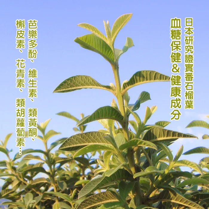 【沁意茶苑】芭樂芯葉茶包(30入經濟包)-買3包再加送10入/包：圖片 6