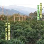 【沁意茶苑】芭樂芯葉茶包(30入經濟包)-買3包再加送10入/包：圖片 8