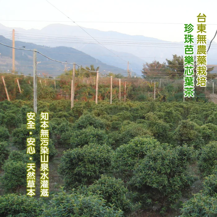 【沁意茶苑】芭樂芯葉茶包(30入經濟包)-買3包再加送10入/包：圖片 8