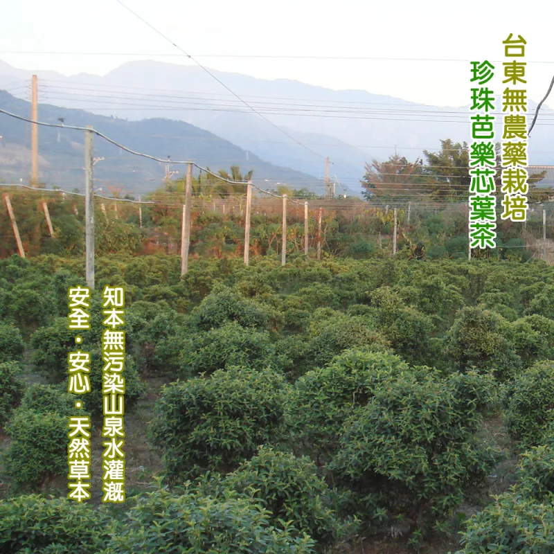 沁意茶苑-芭樂芯葉茶 沁意茶苑-芭樂芯葉茶