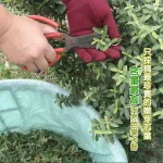 【沁意茶苑】芭樂芯葉茶包(30入經濟包)-買3包再加送10入/包：圖片 7