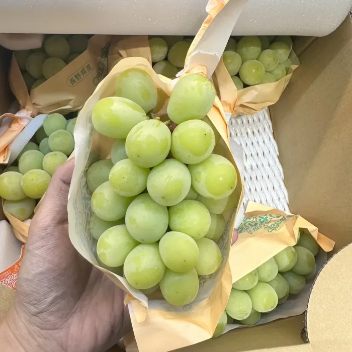 S__4194548_0 【就是這JUICYJEWEL】日本長野縣麝香葡萄 秀級原箱5KG:圖片 1