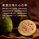 【胖大師】紅心芭樂起士x10入：圖片 3