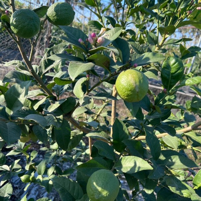 【花米邸家】小農直銷・有籽檸檬・A級檸檬・5斤/箱・屏東嚴選：圖片 4