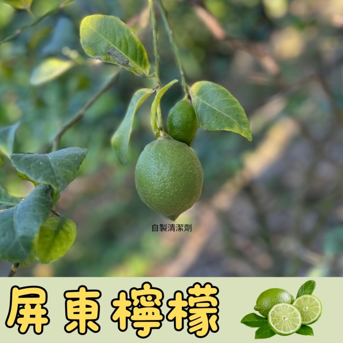 【花米邸家】小農直銷・有籽檸檬・A級檸檬・5斤/箱・屏東嚴選：圖片 2