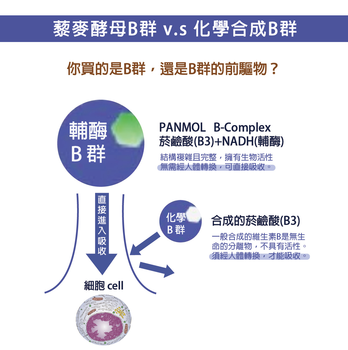 InMARCH茵瑪奇-天然輔酶型B群(60顆/瓶)