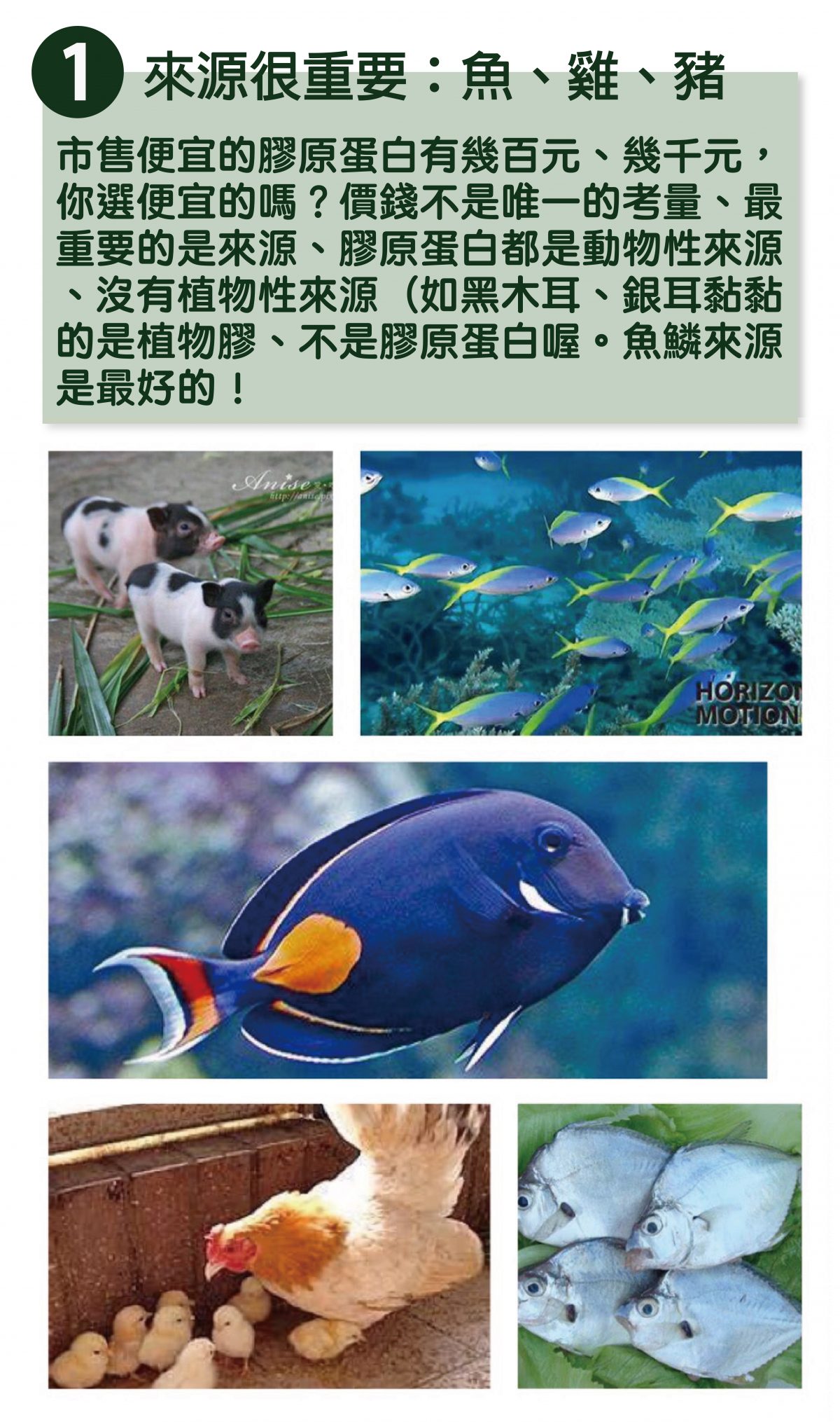 InMARCH茵瑪奇-NEW FACE膠原蛋白粉