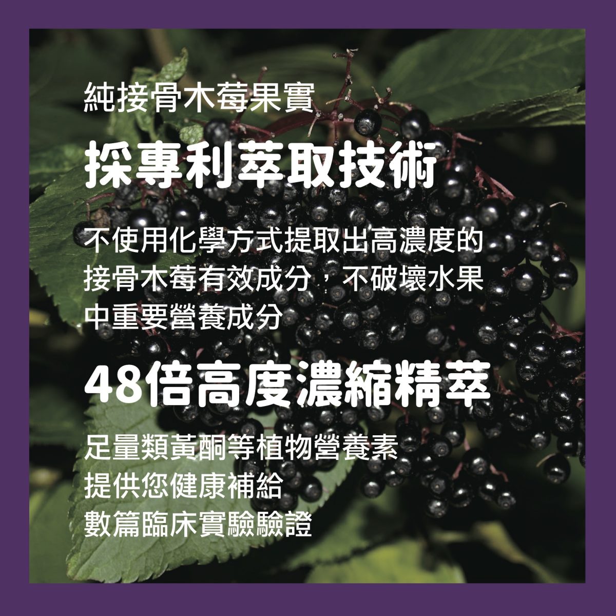 【InMarch茵瑪奇】西印度櫻桃接骨木莓維生素C
