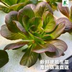 【銀色大門】綜合水耕無毒生菜箱 2000g低溫免運（適合沙拉、烤肉、露營、綠拿鐵等清爽料理，無農藥施用安心清洗，大口脆爽生食）：圖片 7