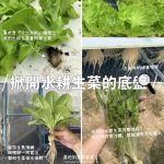 【銀色大門】綜合水耕無毒生菜箱 2000g低溫免運（適合沙拉、烤肉、露營、綠拿鐵等清爽料理，無農藥施用安心清洗，大口脆爽生食）：圖片 8