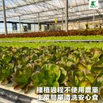 【銀色大門】綜合水耕無毒生菜箱 2000g低溫免運（適合沙拉、烤肉、露營、綠拿鐵等清爽料理，無農藥施用安心清洗，大口脆爽生食）：圖片 3